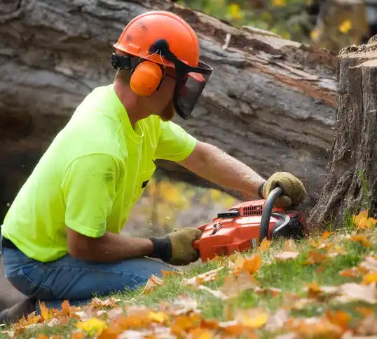 tree services Glenwood